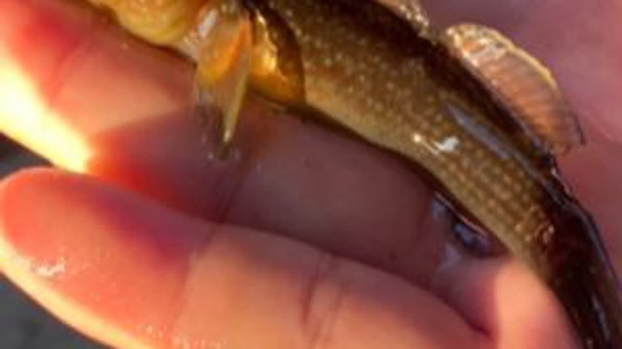 #野采 #鱼缸里的大自然 #虾虎 这大虾虎你就说美不美😆