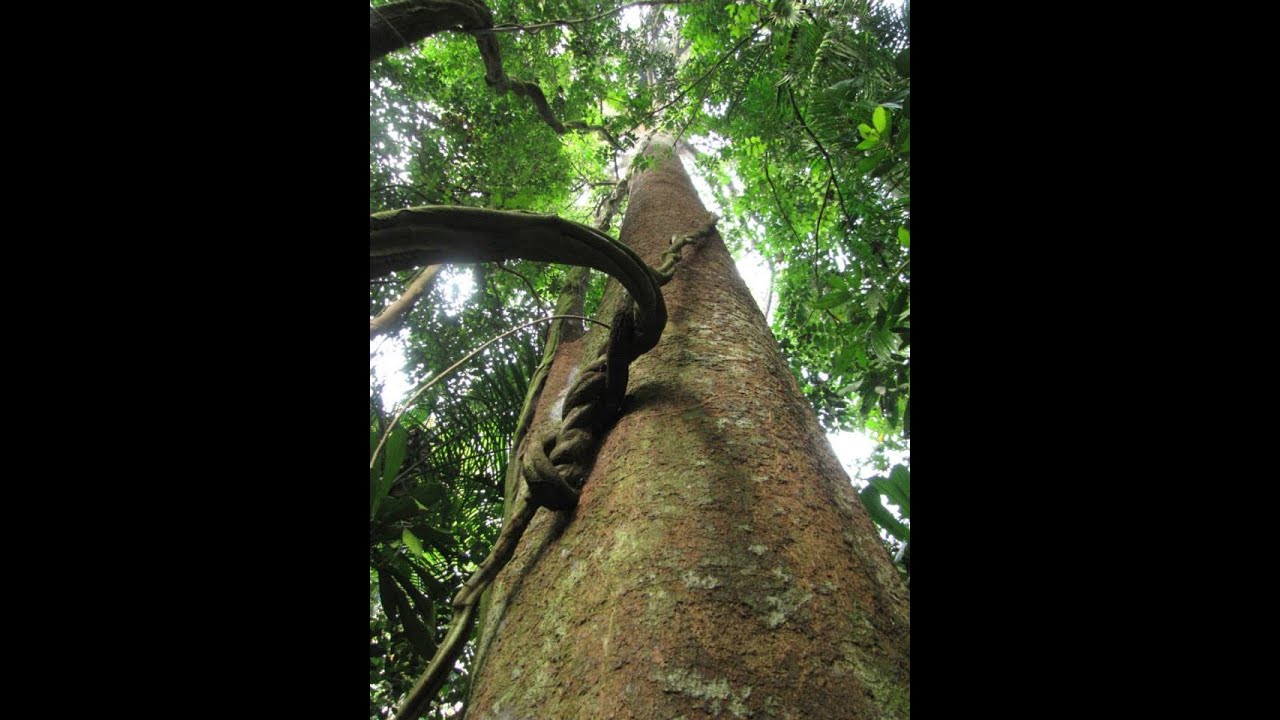 Online Workshop: Fun with Forest Trees & Plants in Singapore