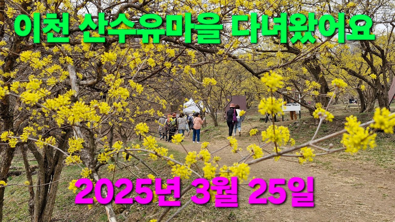 이천 산수유축제 // 산수유꽃 만개