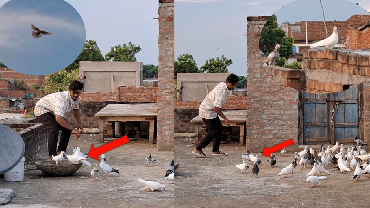 Sham Me Kisi Aur Ka Kabutar Aya