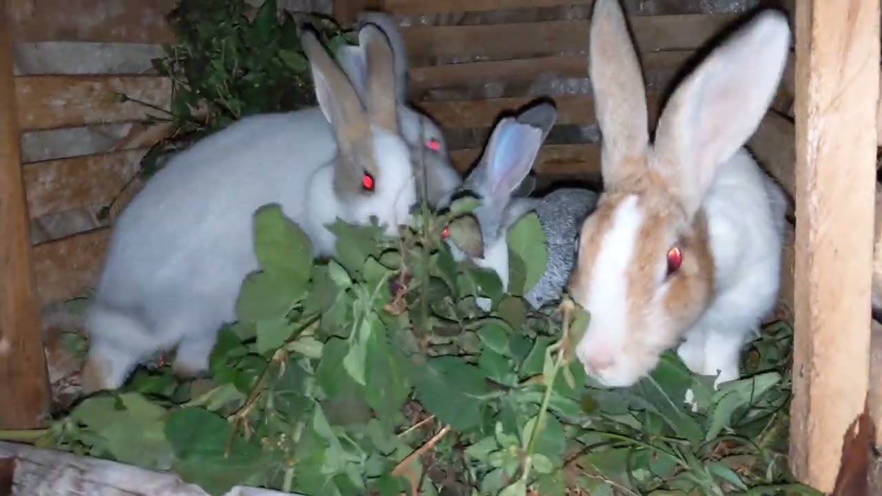 🐇🐇My Rabbits and their Bunnies getting Meal 🌿☘️the Rabbits eating at  night more than lunch