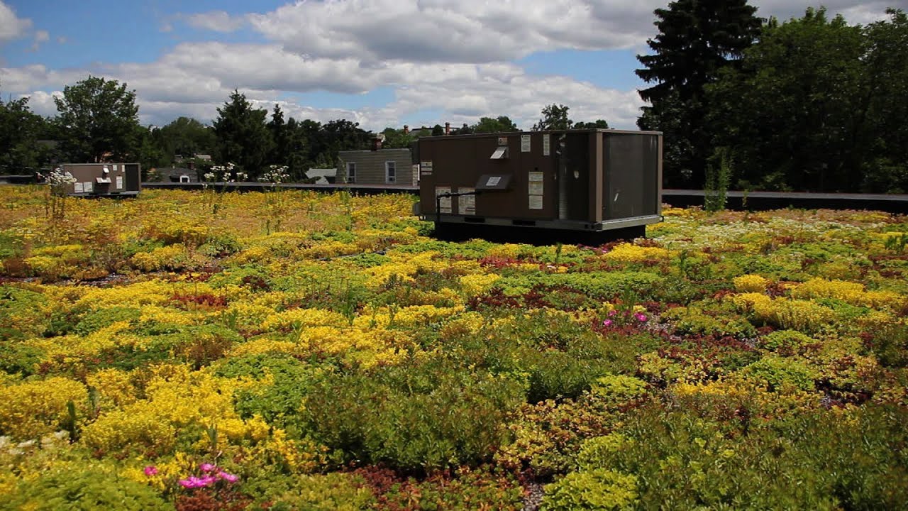 From the Field: Capturing stormwater naturally in Lancaster, Pennsylvania