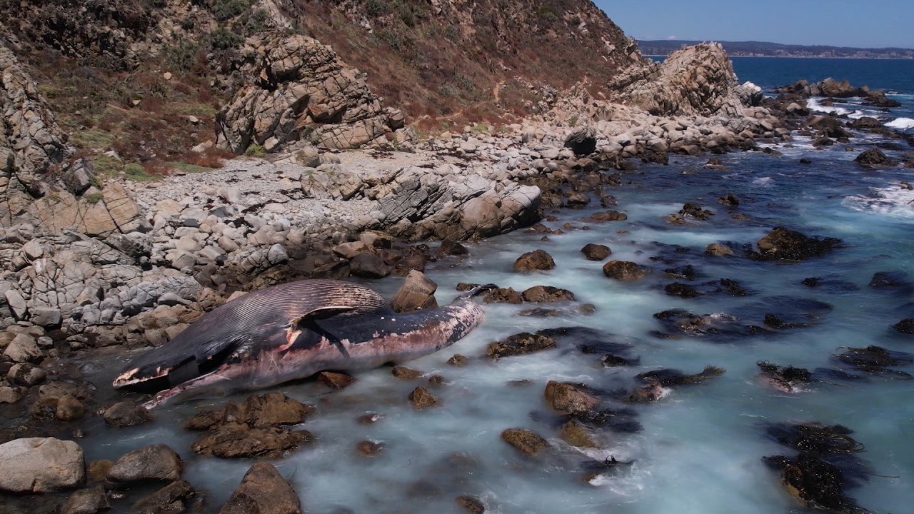 Alerta por ballena varada en costas de Algarrobo | 24 Horas - Red Valparaíso