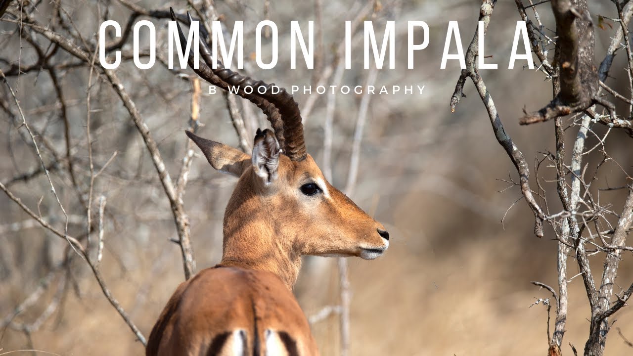 Common Impala (Aepyceros melampus) &ndash; 4 Interesting Facts 🐐