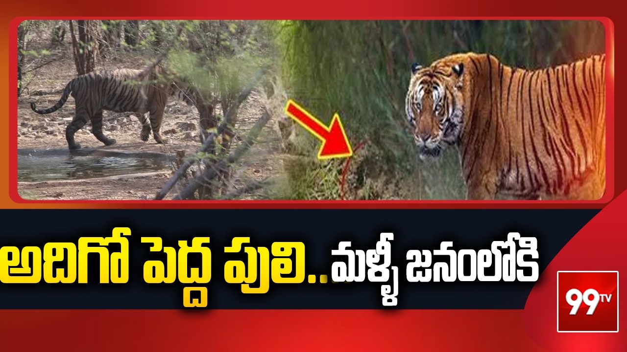అదిగో పెద్ద పులి....మళ్ళీ జనంలోకి | Tiger Roaming inRampachodavaram | 99TV