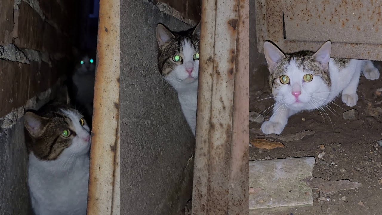 I’ve Been Feeding This Cat Family for Over a Year. They Still Don’t Trust Me | Most Timid Stray Cats