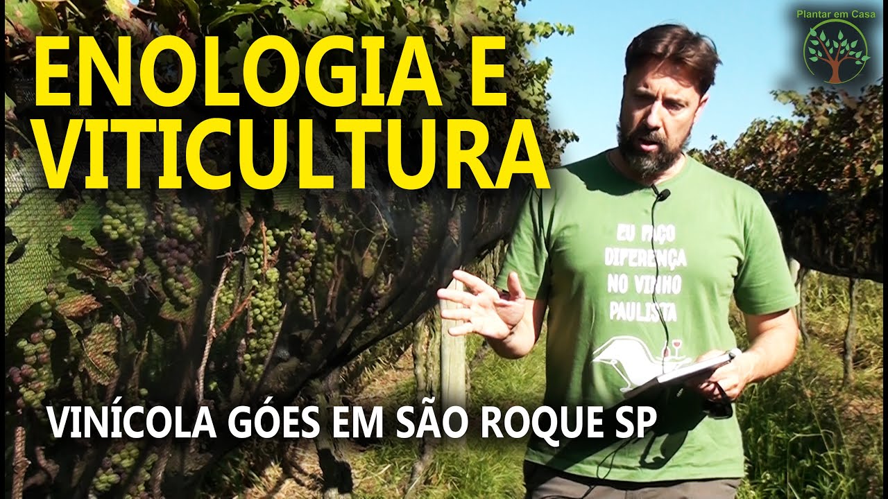 Enologia e Viticultura por dentro da Vinícola Góes em São Roque