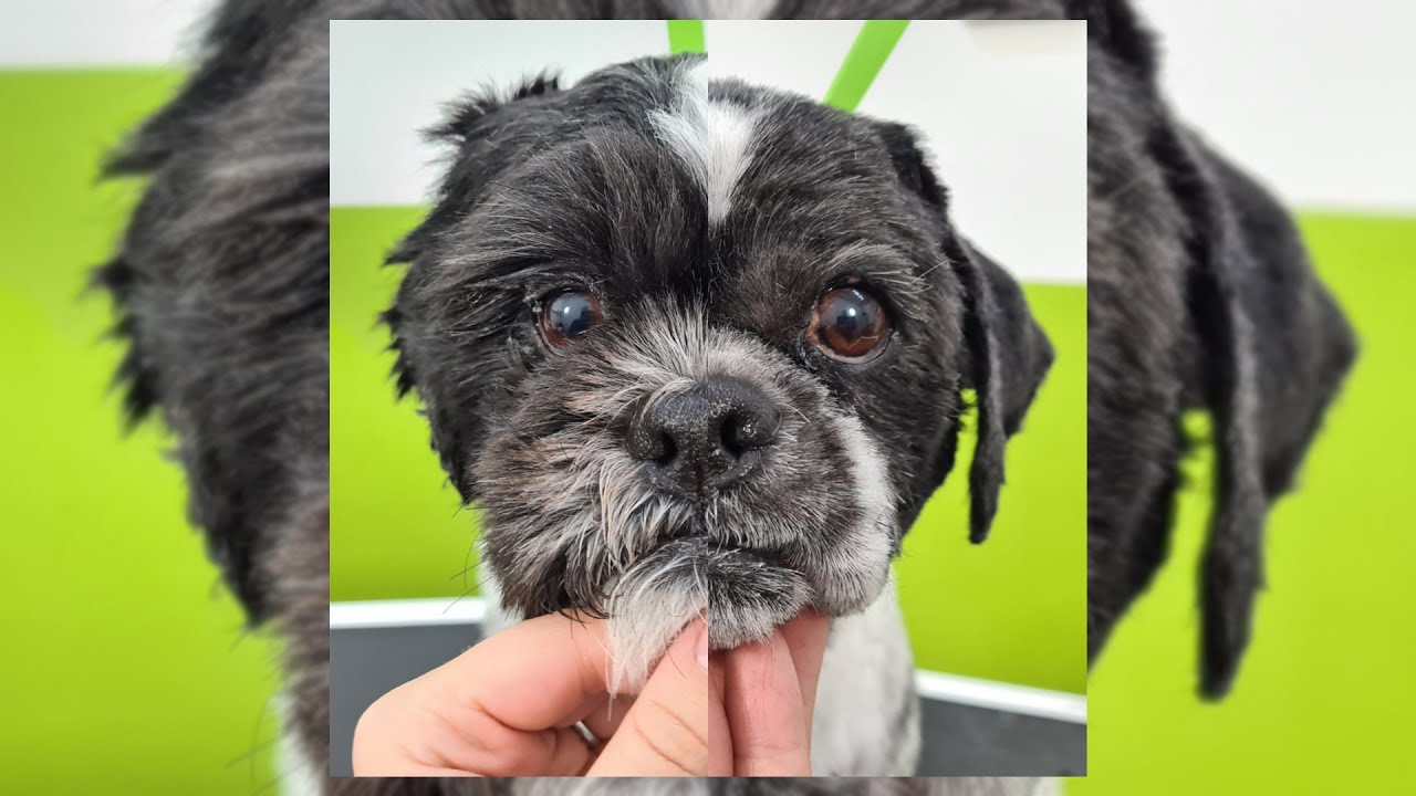 How to trim a clean Shih Tzu face - Dog grooming tutorial