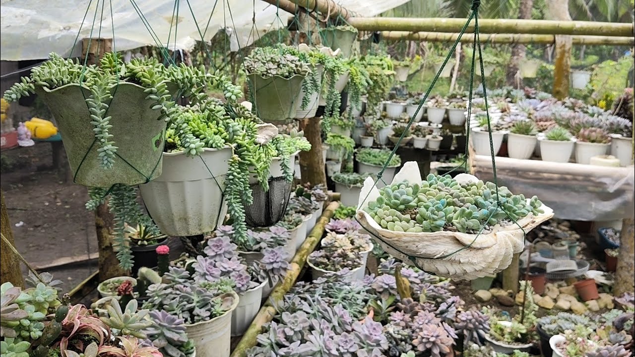 Propagating hybrid ellen napaka daling epropa
