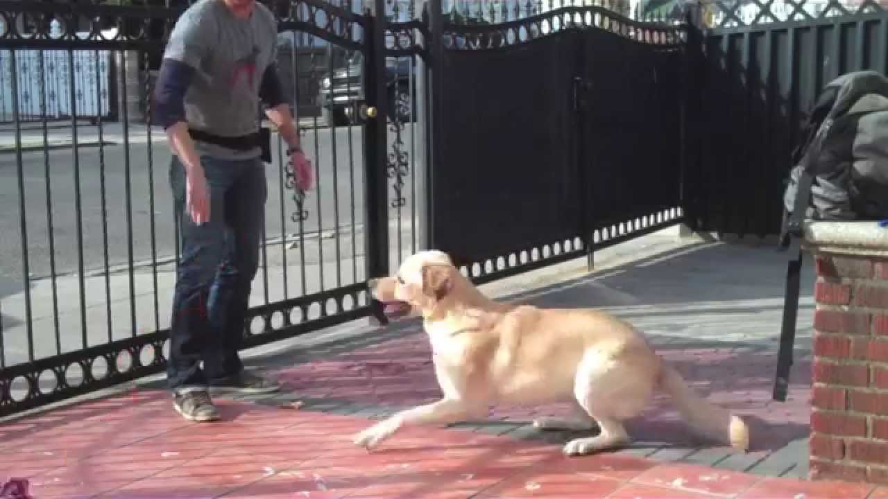 Scott's (Rescue dog) Evaluation Video