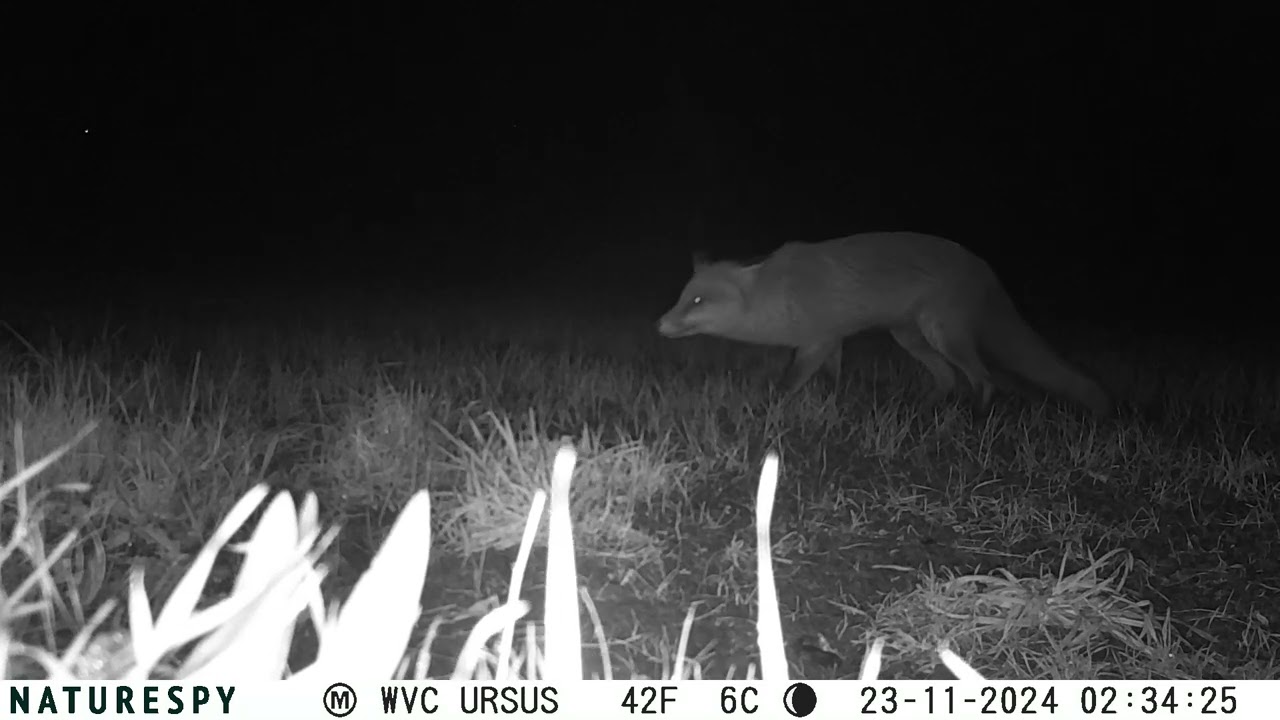 Naturespy Ursus Trail Camera