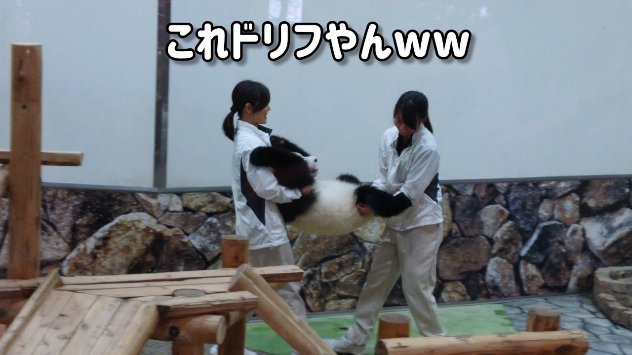 【アドベンチャーワールド】飼育員さんと彩浜のコントな回収劇🐼【彩浜】