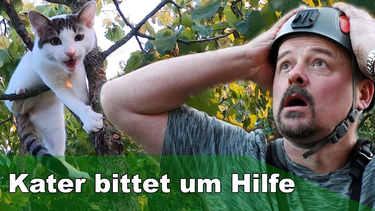 Kater sitzt 15 m hoch auf dem Baum und bittet um Hilfe - Tiernotruf #314