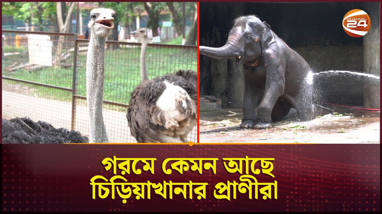 গরমে কেমন আছে চিড়িয়াখানার প্রাণীরা | Bangladesh National Zoo | Summer | Channel 24