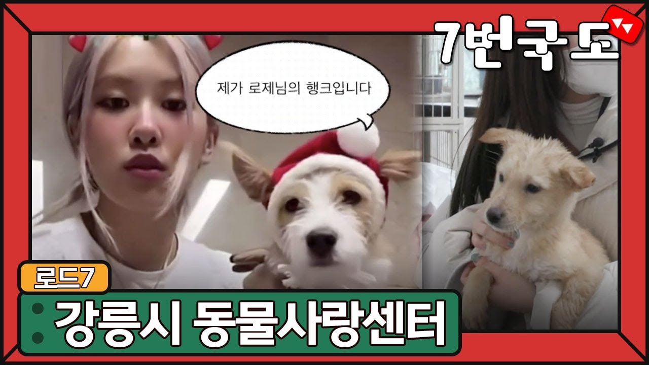 [ENG sub] 블핑 로제의 반려견 행크가 지내던 강릉시 동물사랑센터 💕 / Gangneung Animal Shelter where BP Rose's Hank used to be