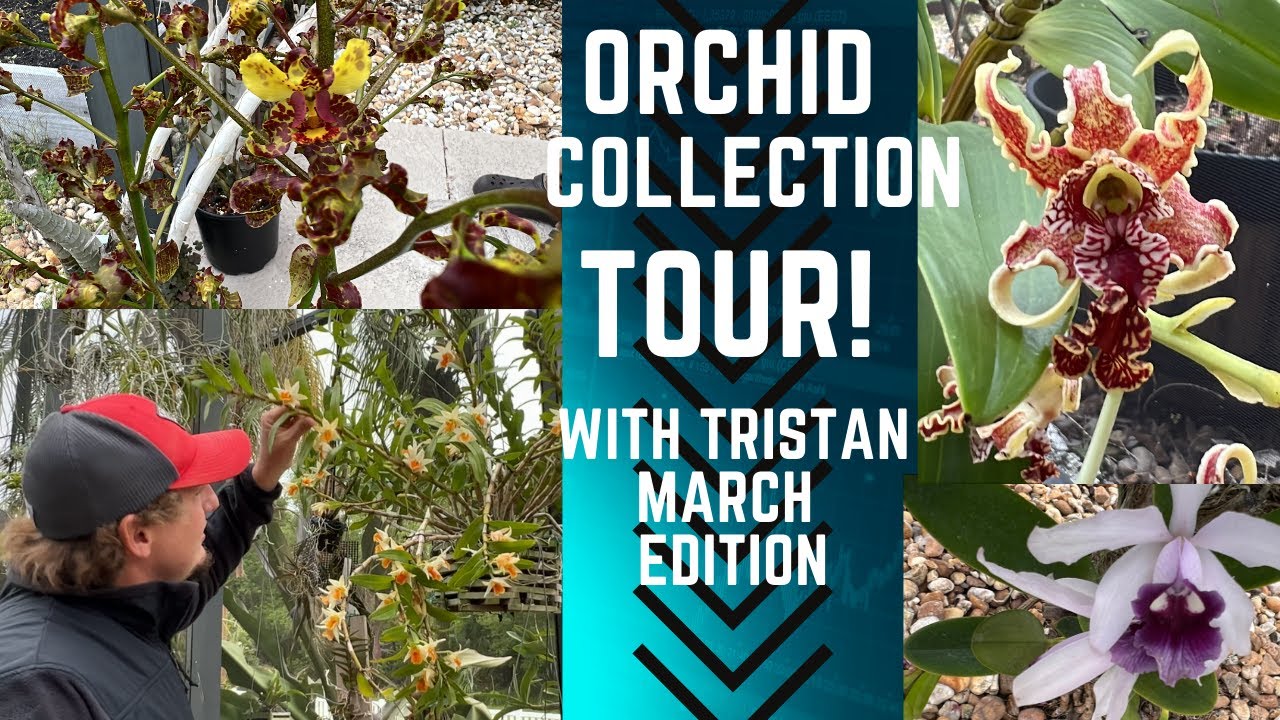 Orchid Collection Tour with Tristan - March Edition