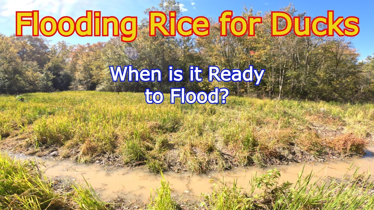 Time to Flood the Rice for Duck Hunting | Waterfowl Impoundment