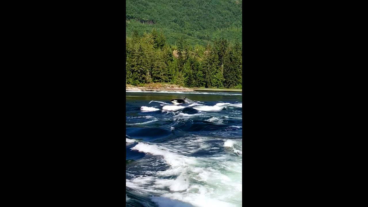 Skookumchuck Rapids Orcas British Columbia Canada