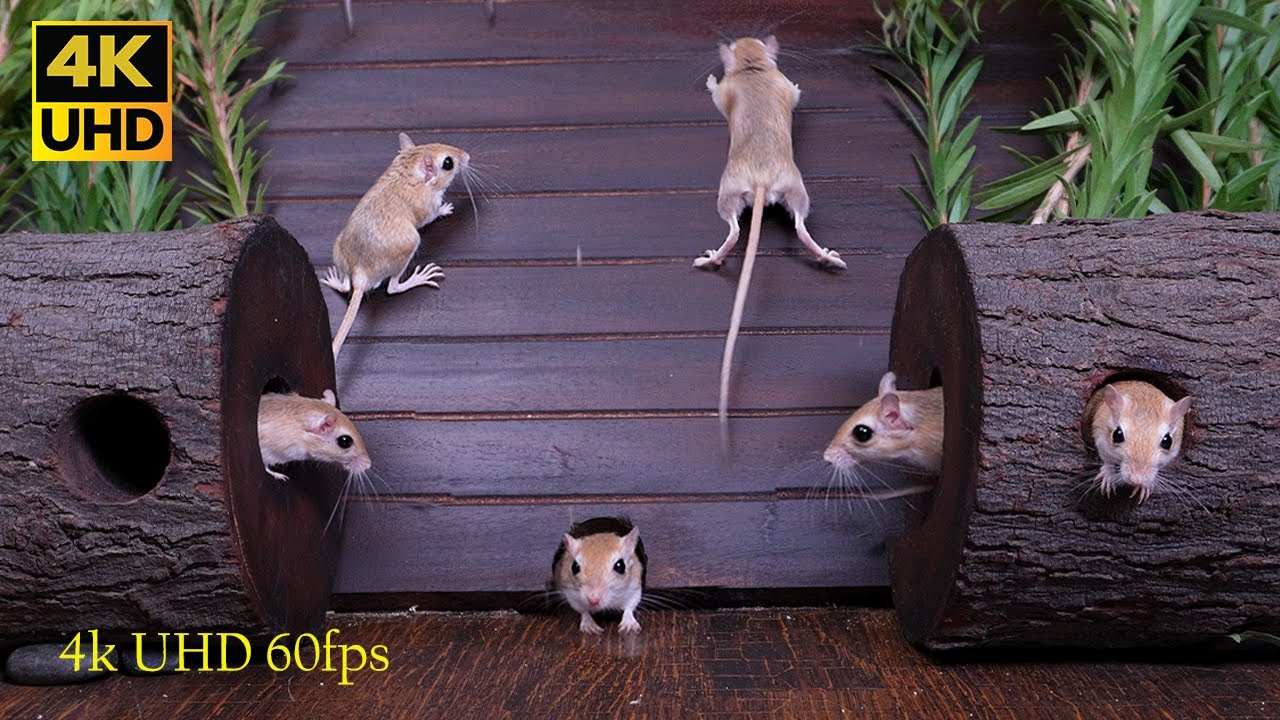 Cat TV Adventurous Mouse Scales Wooden Ramp and Hide & Seek fun for cats to watch 4k