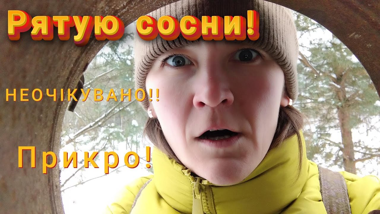 Що сталося з нашими соснами?