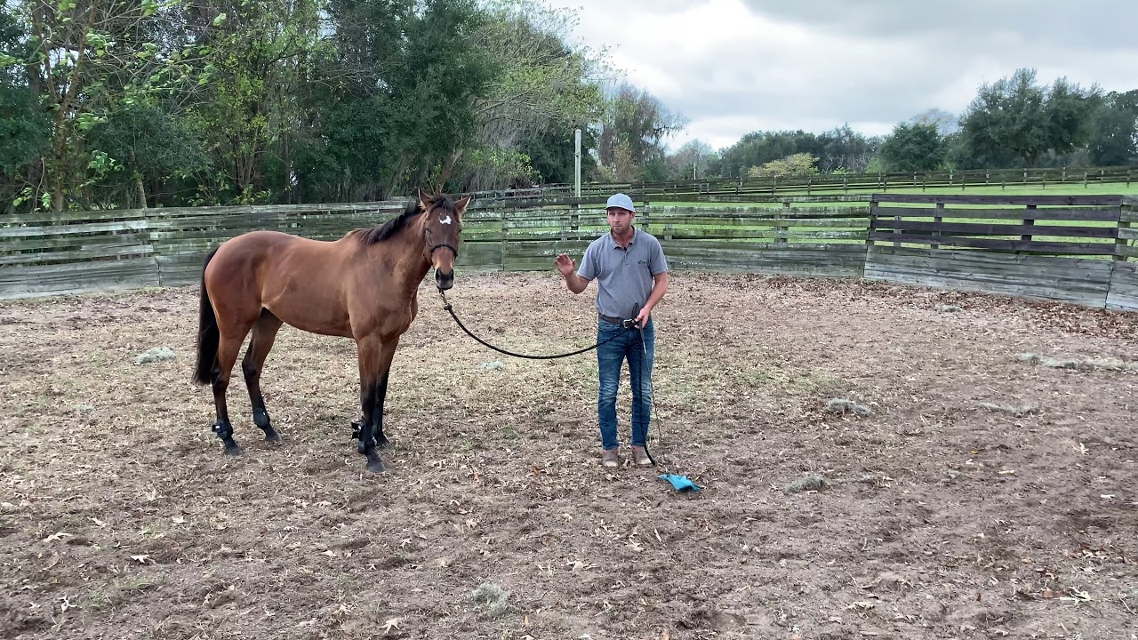 Tik Maynard Restarts Thoroughbred