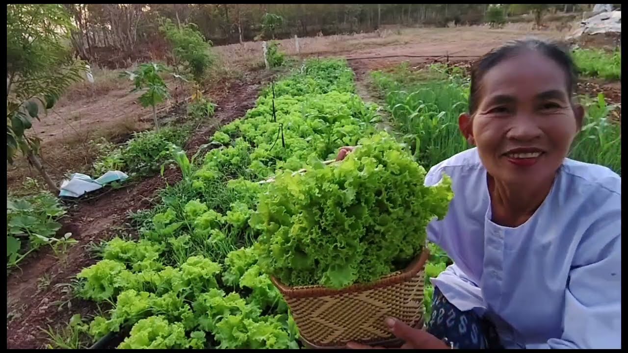 ตื่นแต่เช้ามืดไปหาขุดเผือกขุดมันเอาไปทำกับข้าวไปวัด