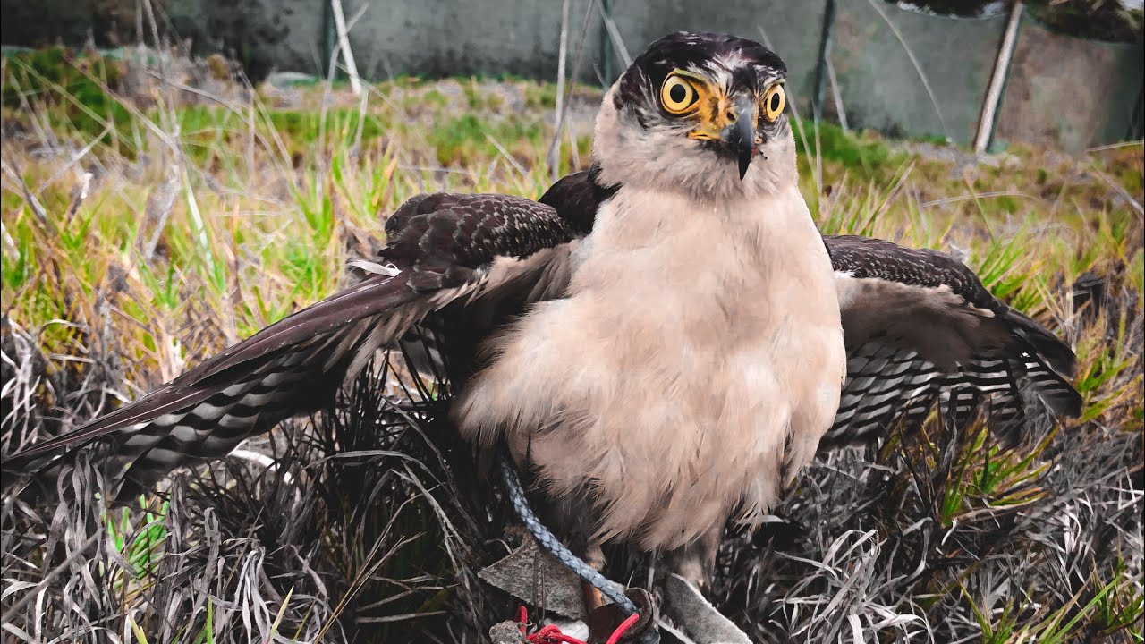 Entrenamiento de Gavilan Bicolor // Training and First Hunts Accipiter Bicolor