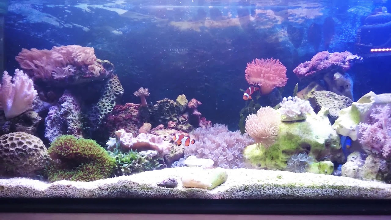 Mein Meerwasser Aquarium 112 Liter Technik 2