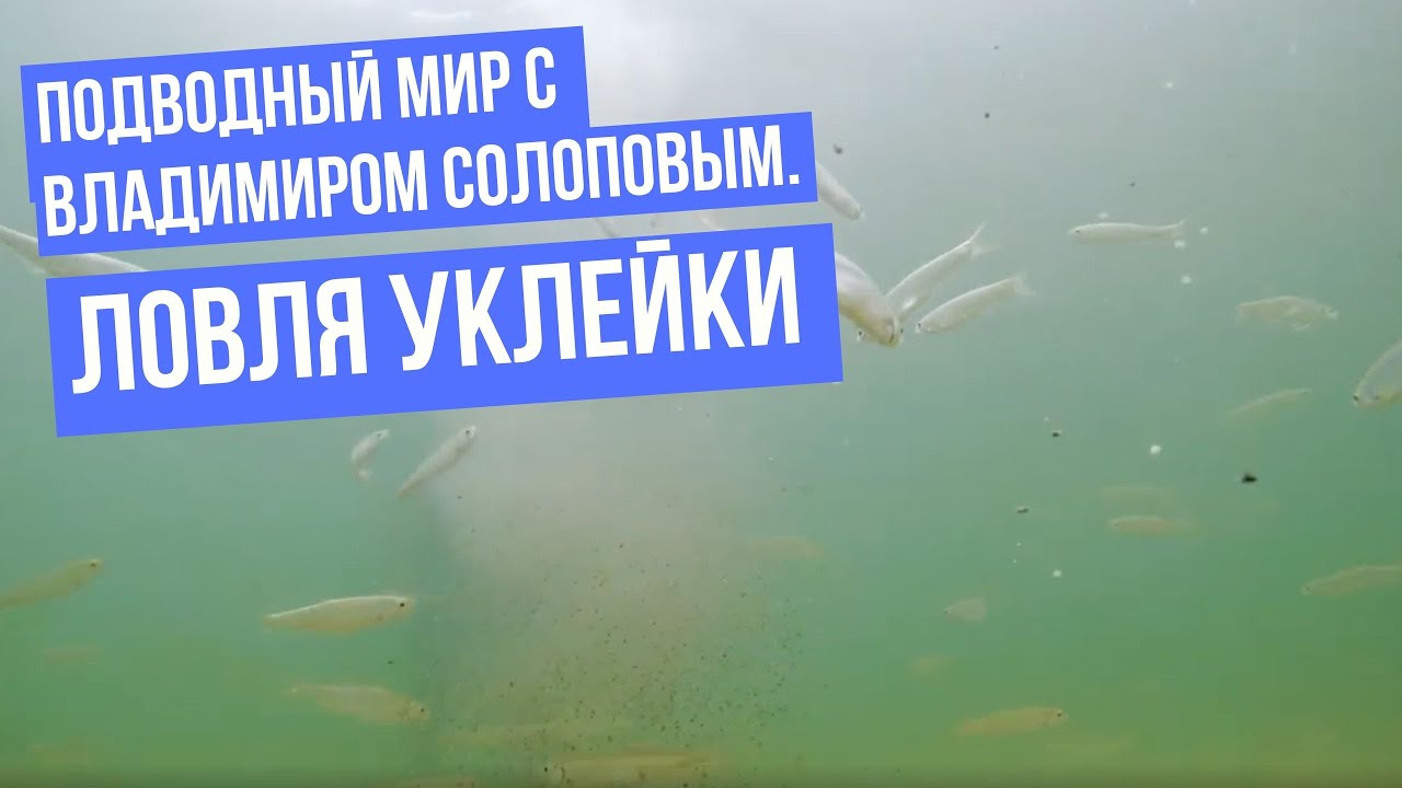 Ловля уклейки \ Подводный мир с Владимиром Солоповым