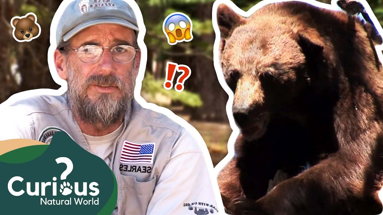 A Town Where Bears and Humans Live TOGETHER! 😳🐻 | The Bear Whisperer | Curious?: Natural World