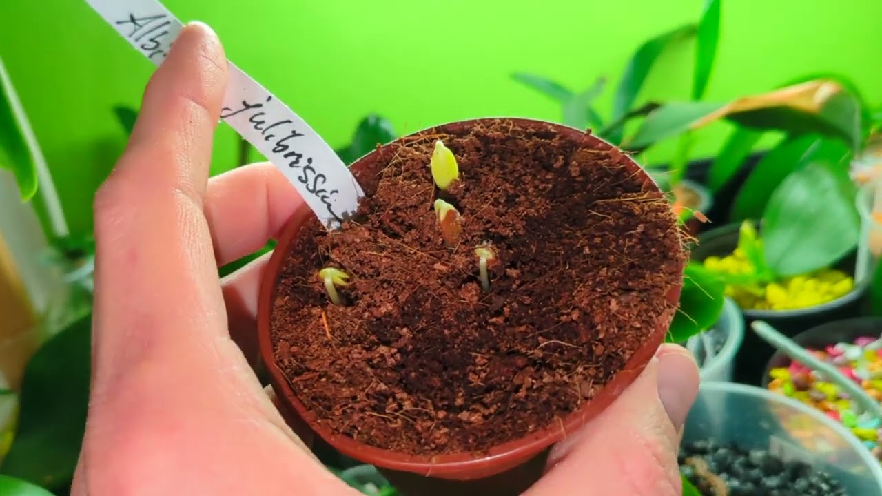 Tipps zur Aussaat von Albizia julibrissin