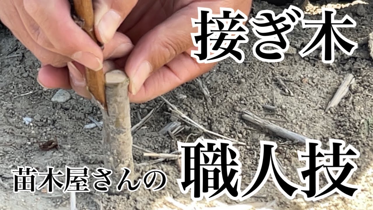 ♯088【接ぎ木】本職の苗木屋さんの接ぎ木作業【職人技】Farmer's craftsmanship