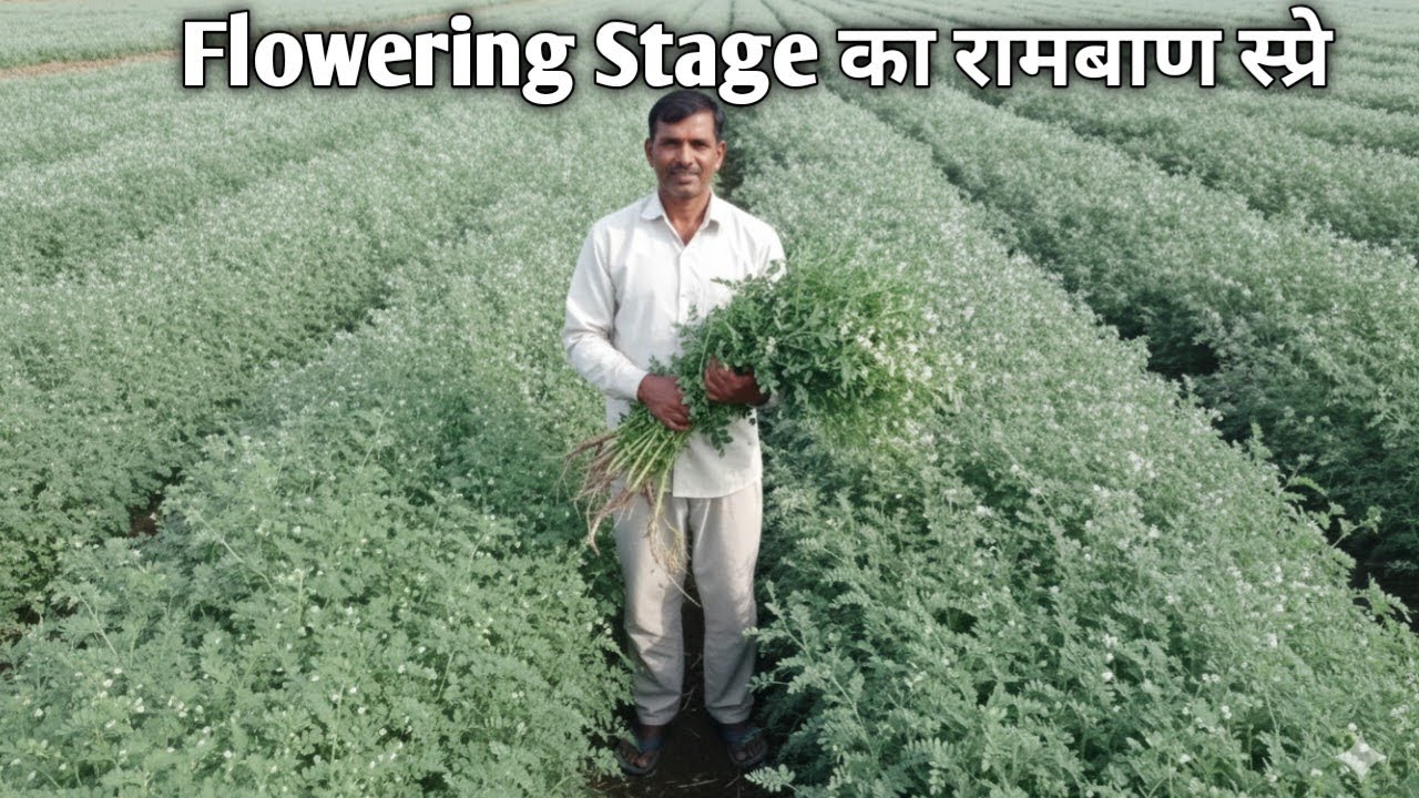 चने की फूल अवस्था में ये स्प्रे कर दो | हर फूल से बनेगा फल | Chana Flowering Spray