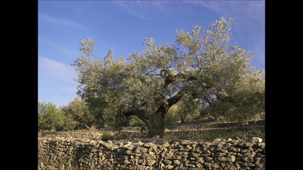El Perello