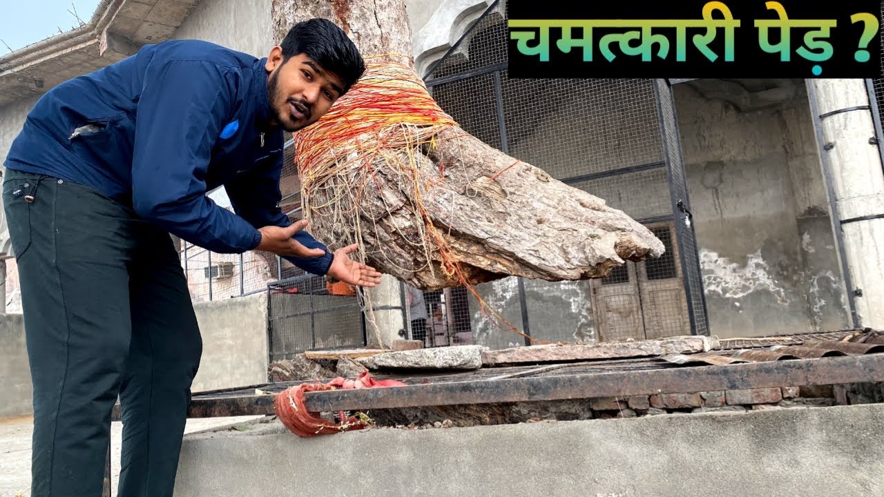 Chamatkari Tree 🌲 | चमत्कारी पेड़ 😯 ||
