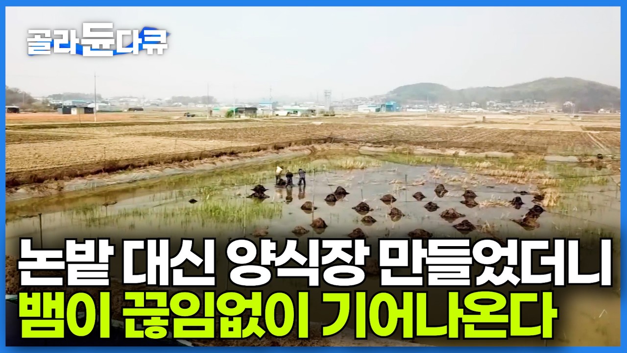 벼농사 대신에 양식장을 만들었는데 팔뚝만한 뱀들이 기어 나온다. 김포 1,800평 미꾸라지 양식장 가봤더니｜극한직업｜#골라듄다큐