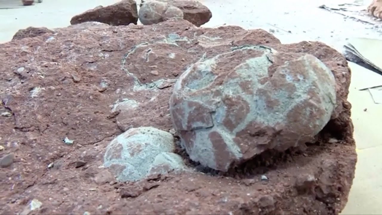 Chinese boy discovers dinosaur eggs on river bank in China's Heyuan