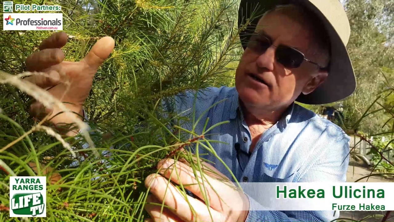Yarra Ranges LIFE TV Eco-Life Pilot Episode 3/4: The Hakea