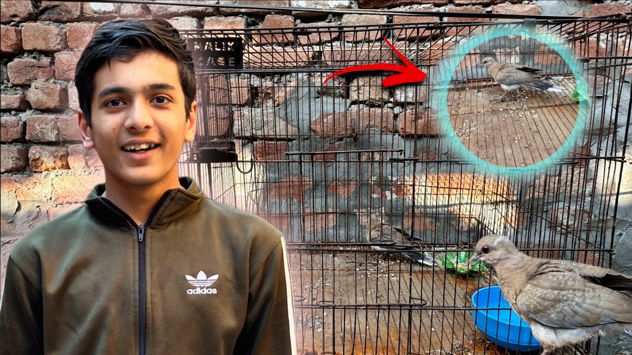 Columbidae (Dove) ka baby kaha se Urr kr a gaya? 😲😍🦜