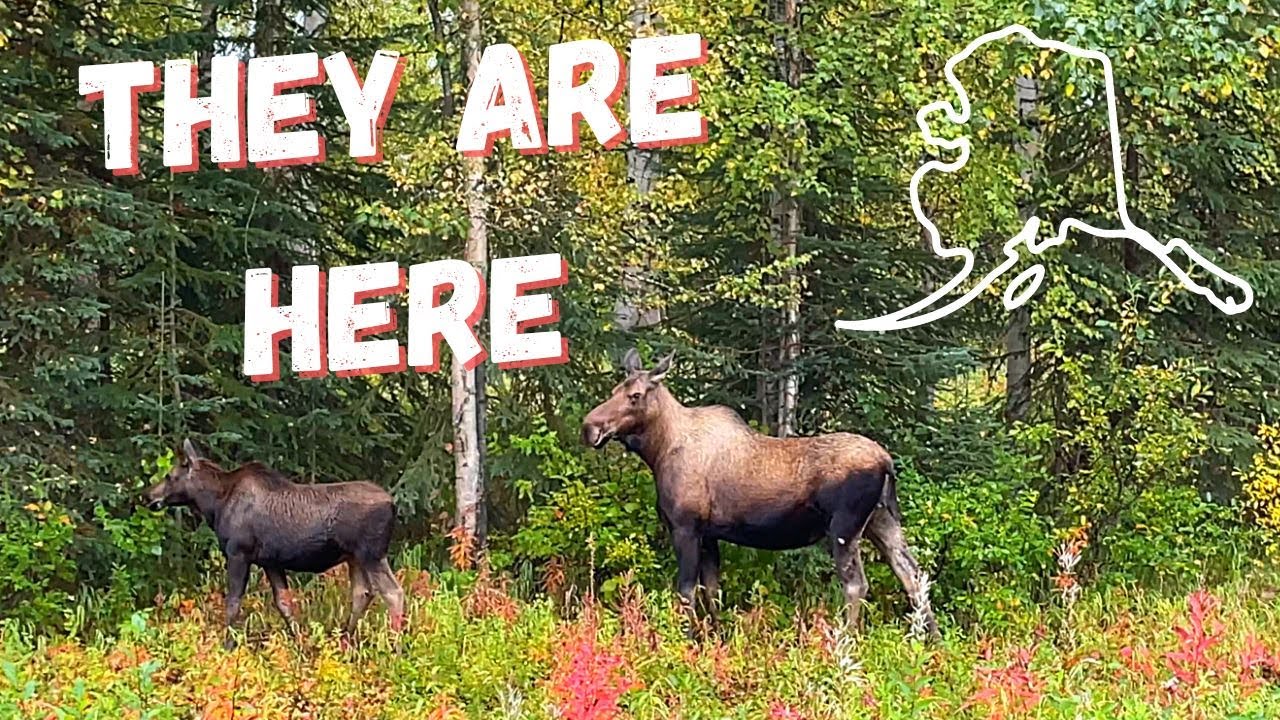 Осень на Аляске — мы потеряли 6 кур...мы думаем — ДОМАШНИЕ ХОЗЯЙСТВА НА АЛЯСКЕ