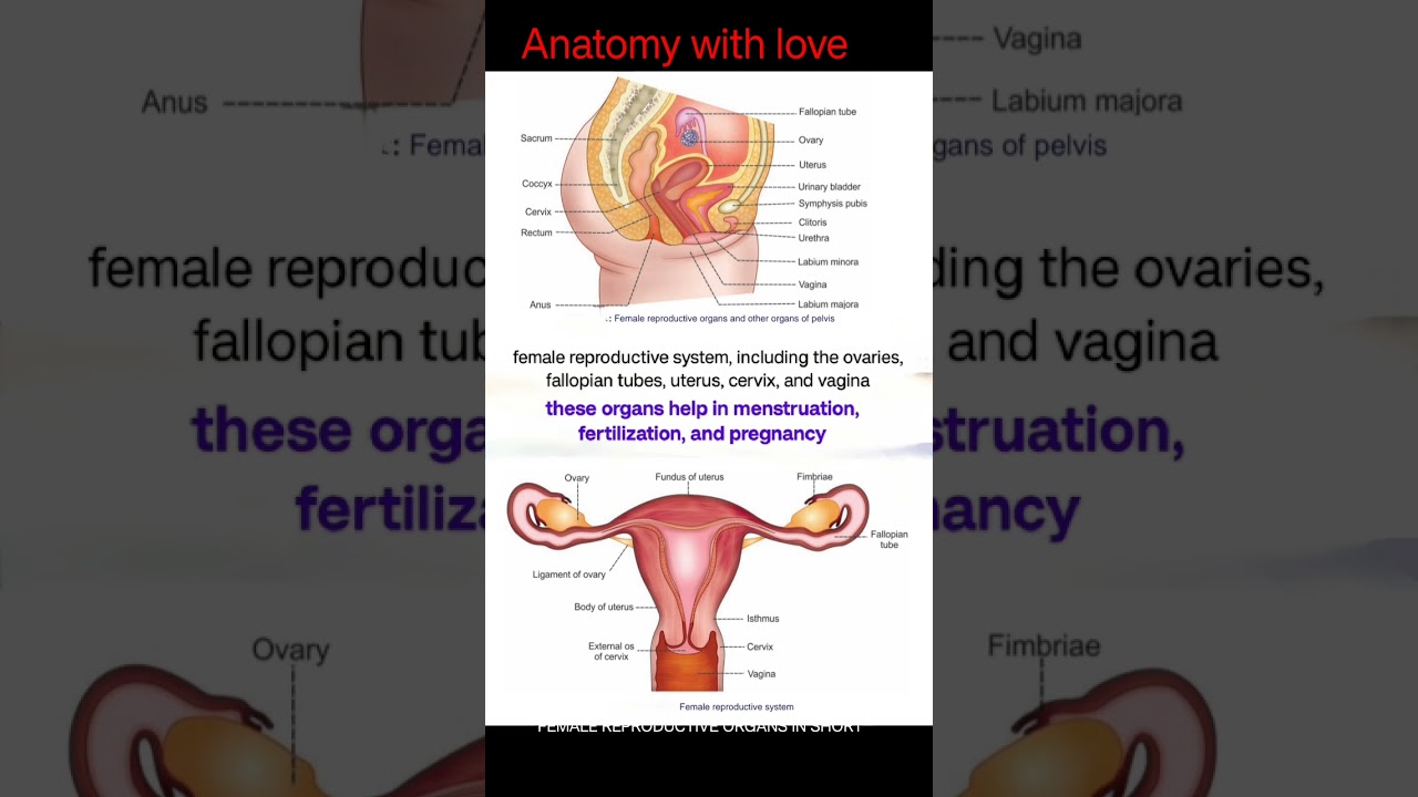 Medical Education: Female Reproductive System (Anatomy) 