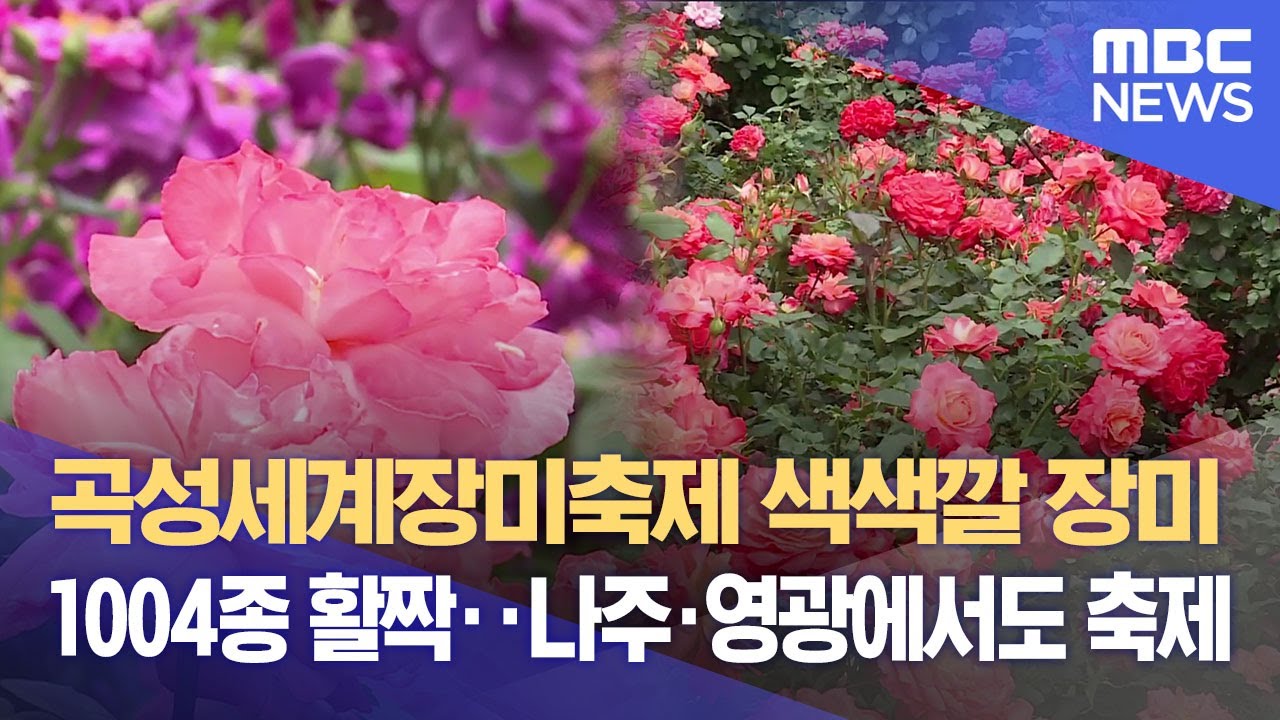 곡성세계장미축제 색색깔 장미 1004종 활짝.. 나주·영광에서도 축제 (2025.05.23/뉴스데스크/광주MBC)