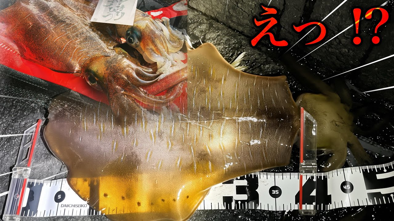 【春一番】神奈川県産のアオリイカ