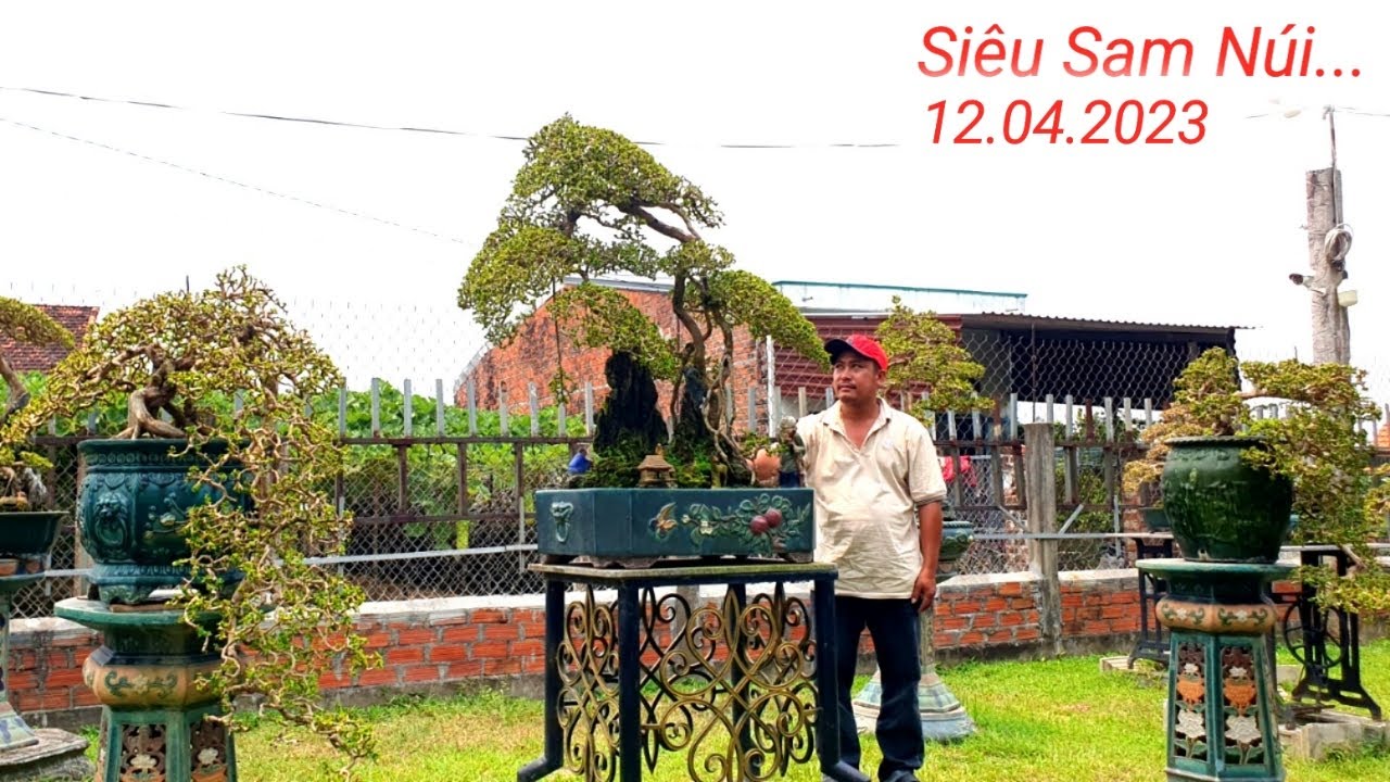 Siêu Sam Núi Nghệ Thuật BonSai.Tham Quan Vườn Cây Cảnh Em Xuân.An Nhơn Bình Định (Lh 0973252246)