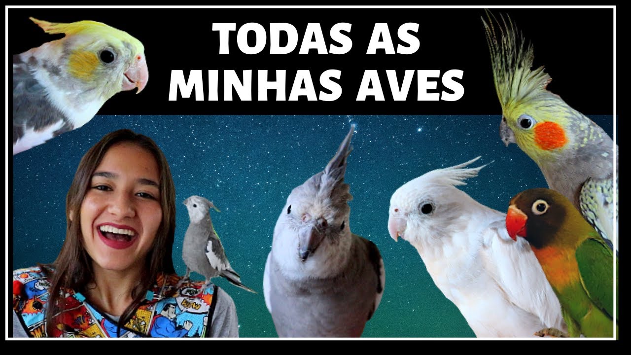 QUEM SÃO AS MINHAS CALOPSITAS