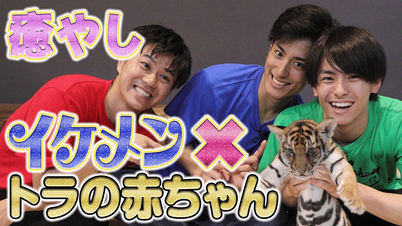 【癒し】イケメンが生まれたばかりの赤ちゃんトラと戯れてみた
