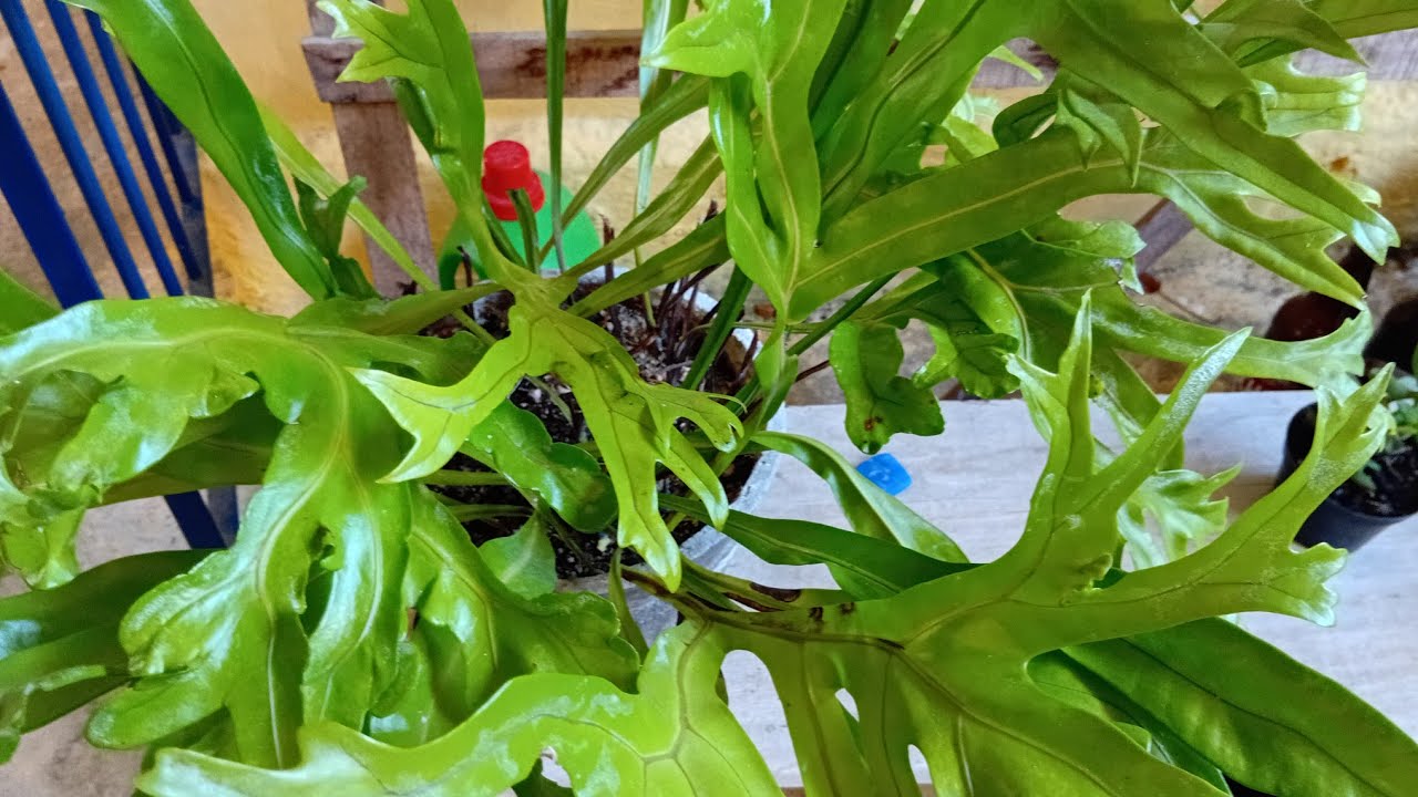 PLANTAS DE SOMBRAS E MEIA SOMBRAS. 