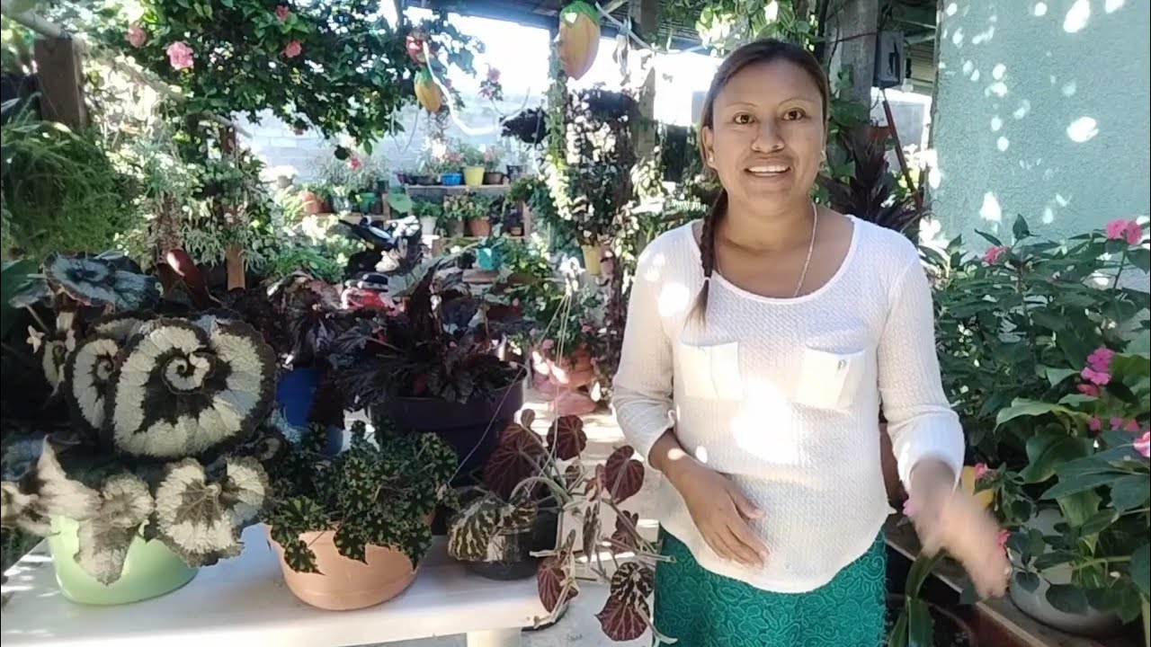 Begonias hermosas, bonitas en mi jardín se  las muestro.