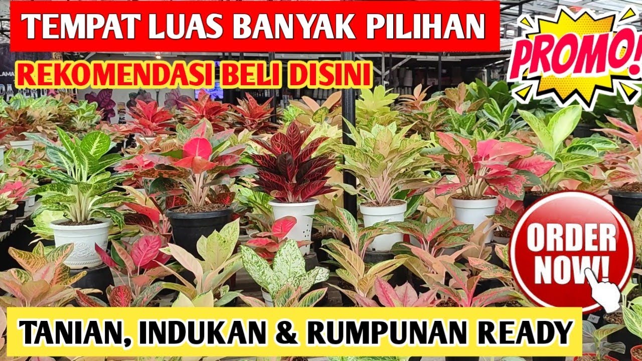 Tempat Luas Banyak Pilihan Aglaonema‼️ Tanian, Induk, Rumpunan Ada ~ 94