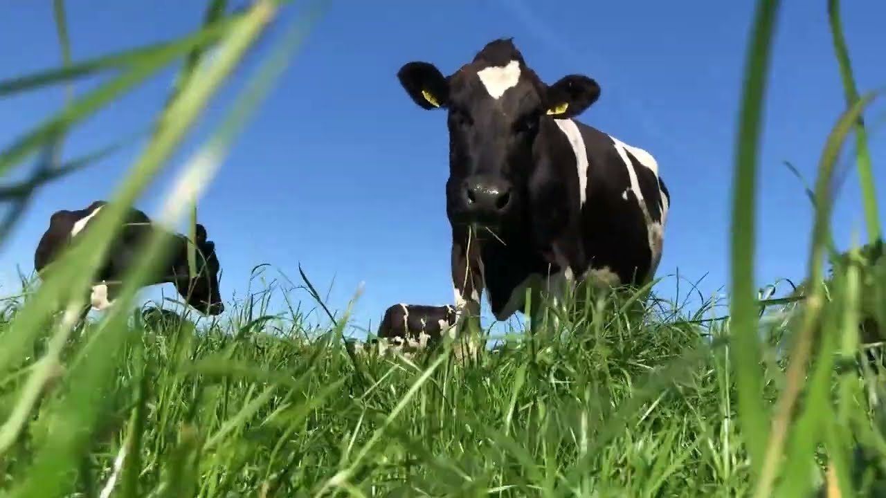 Stage en Irlande, produire du lait pas chère grâce à l'herbe